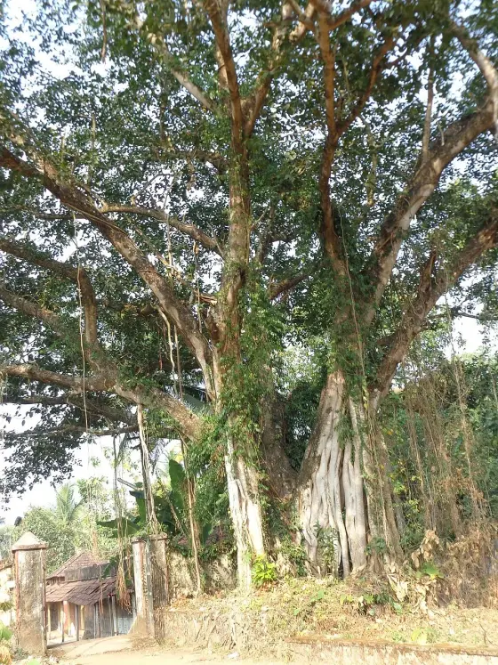 Thrichittatt Maha Vishnu Temple (5)