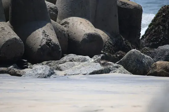 A whimbrel among the shore-protection blocks at Thottappally.