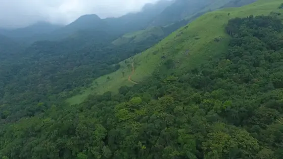 An aerial view of the forest and grassy slopes at Aranamala.
