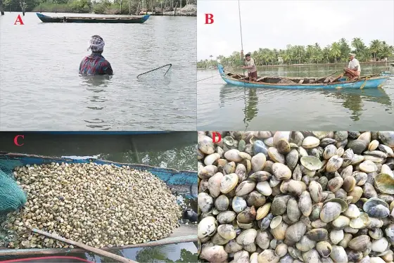 Ashtamudi Lake (3)
