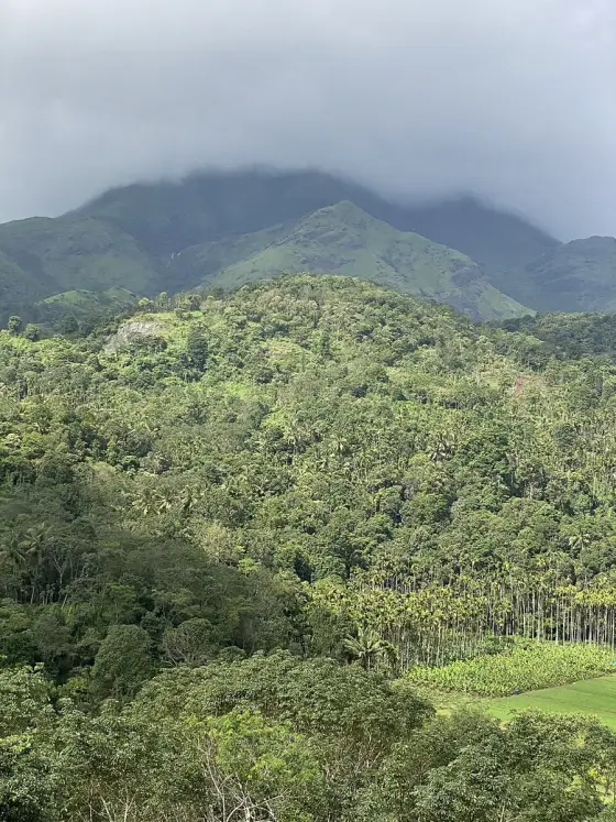 The green slopes of the Banasura hills, viewed from Pulinjal.