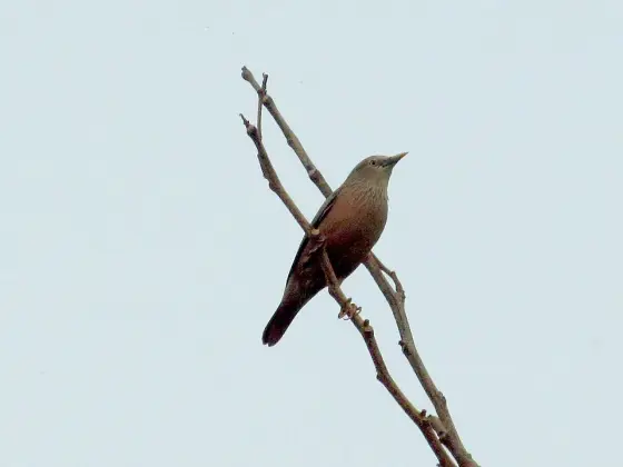 Vilangan Kunnu (2)