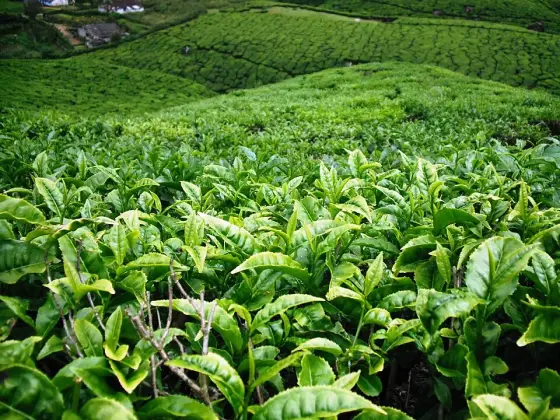 Tea bushes in Devikulam. This photograph shows the surrounding plantations, not Sita Devi Lake.