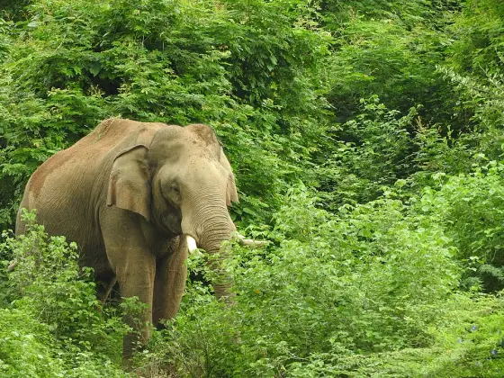 Chinnar Wildlife Sanctuary (3)