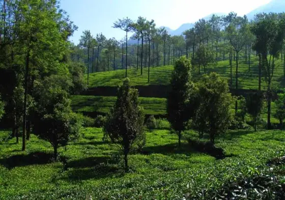 Tea bushes and shade trees in the Kuttikkanam landscape.