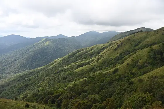 Grass-covered ridges along the Brahmagiri trek from Thirunelli.