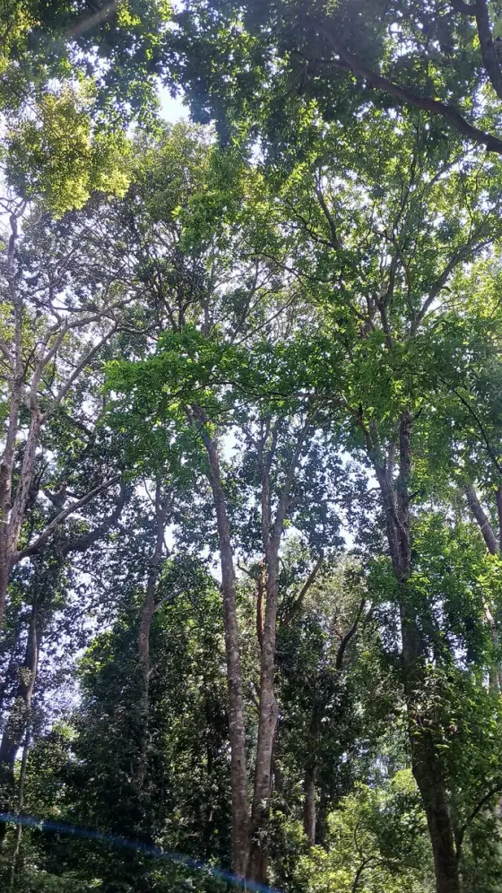 Tall trunks and layered canopy in Aralam forest.