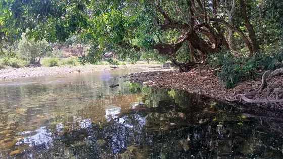A quiet stream beneath the sanctuary trees.