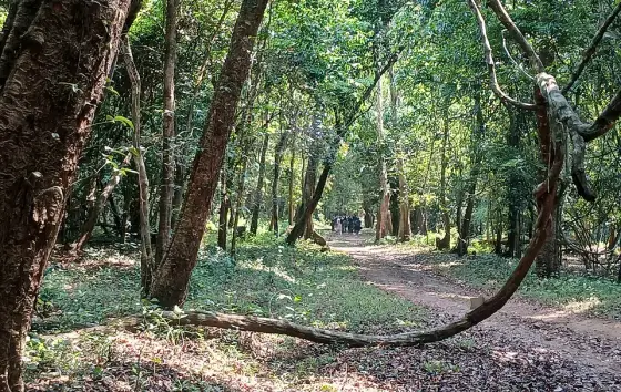 A looping woody climber beside the forest path.