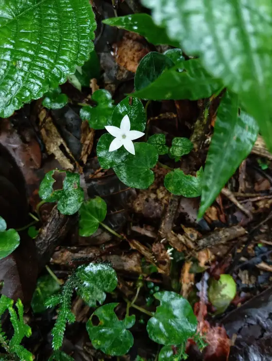 A small white flower on the forest floor at Aralam.