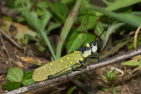 A spotted grasshopper photographed in Silent Valley.