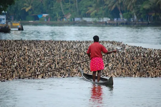 Duck rearing on the Vembanad waters.