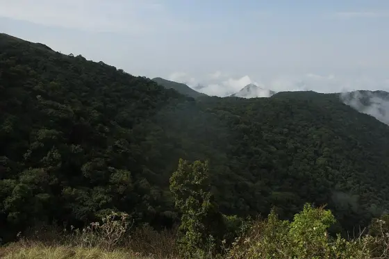 The continuous evergreen forest canopy.