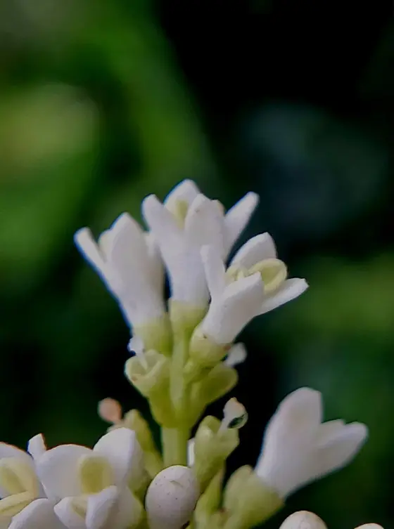 A small flowering plant photographed at Paithalmala.