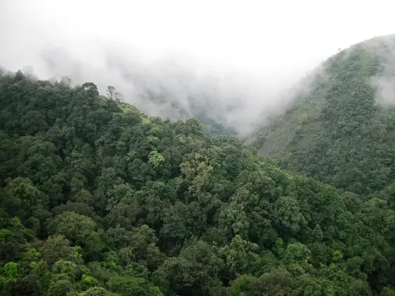 Cloud settled over the forested valley.