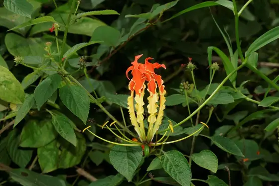 A flowering Gloriosa plant recorded in Silent Valley.
