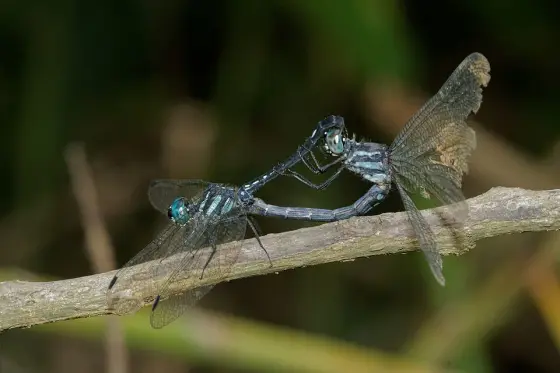 Dragonflies photographed beside the forest vegetation.