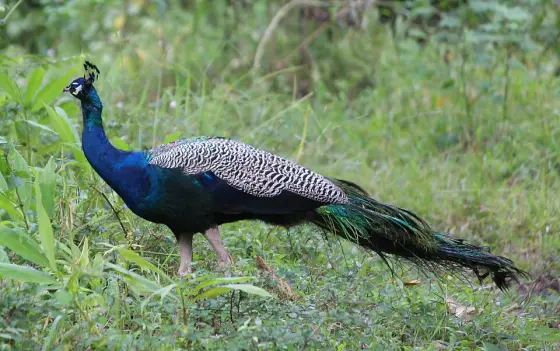 An Indian peafowl photographed in Tholpetty.
