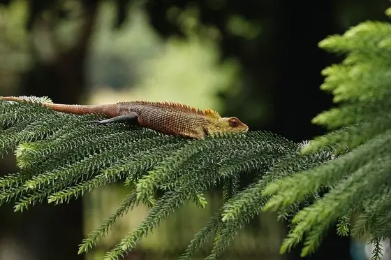 A lizard resting on foliage at Kottakkunnu.