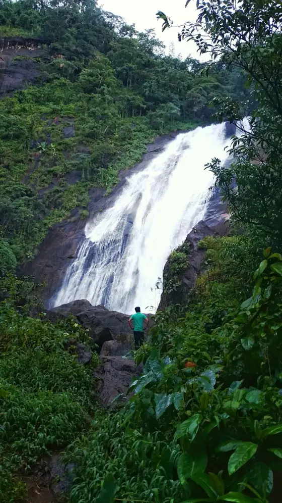 The cascade framed by dense green vegetation.