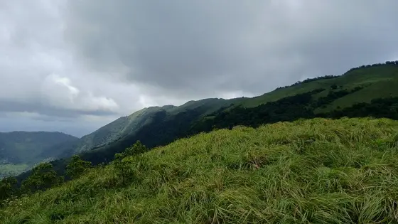 Wet grassland beneath a cloudy sky.