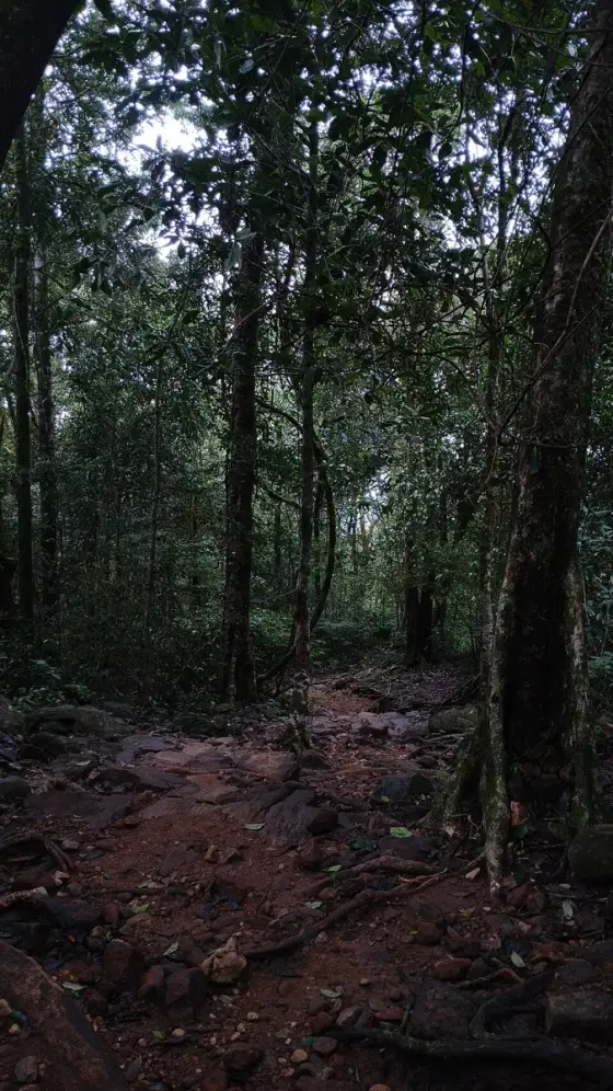 A shaded forest section on the Paithalmala approach.