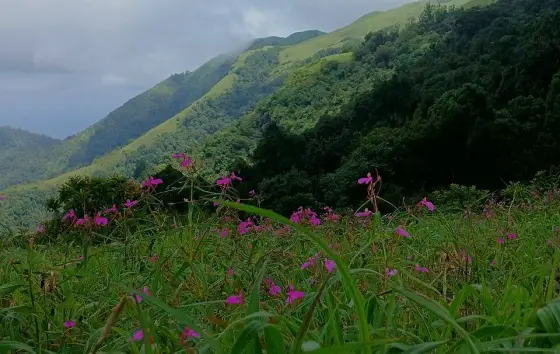Flowers above a fold of green hills.
