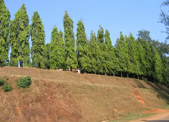 Landscaped slopes above the Pazhassi reservoir.