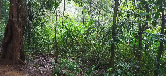 Dense undergrowth along the Ranipuram forest approach.