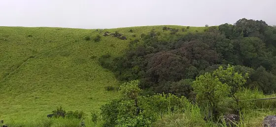 A dark patch of woodland within the grassland.