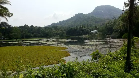 Thattekkad Bird Sanctuary (1)