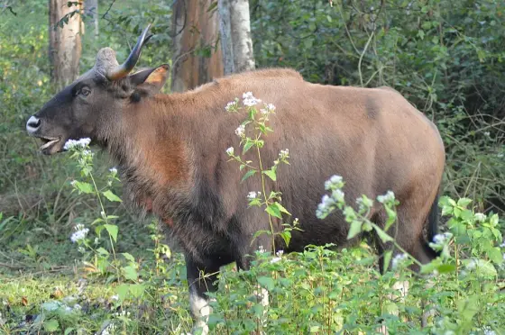 A gaur among the undergrowth at Tholpetty.