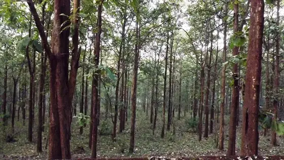 Tall trunks and a leaf-covered forest floor.