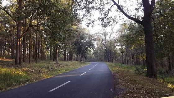 A road through the wooded Tholpetty landscape; this is not a safari-route guarantee.