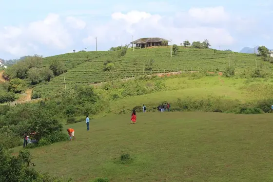 The meadow and tea-planted slopes.