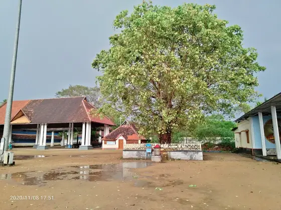 The large courtyard tree and surrounding buildings.