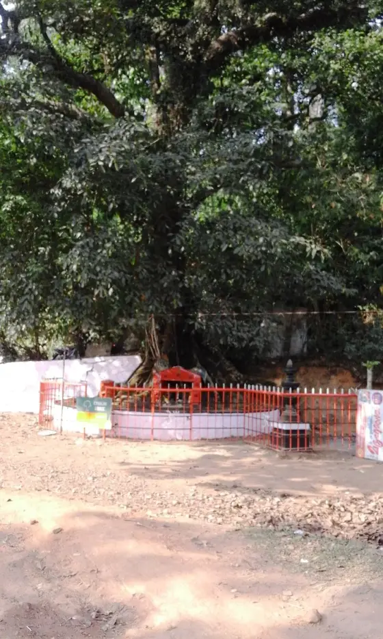 The chained ficus tree and its roadside enclosure at Lakkidi.