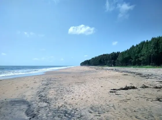 The open beach beside the tree-lined shore at Chavakkad.