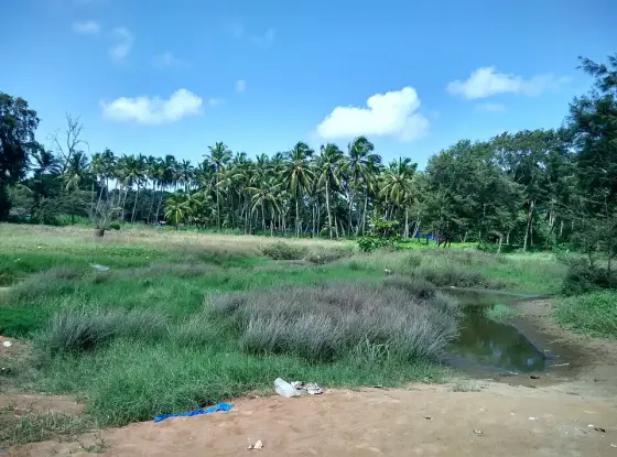 Vegetation and palms behind the beach.