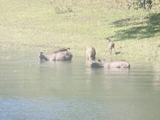 Elephants in the water at Periyar; sightings vary naturally.