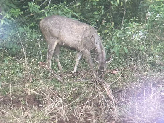 A deer feeding beside the forest vegetation.