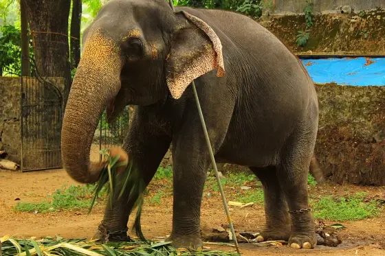 A chained captive elephant at Punnathur Kotta.