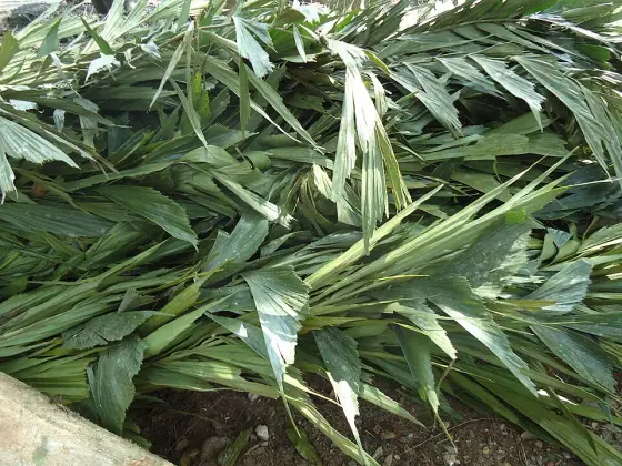 Palm leaves prepared as elephant feed.