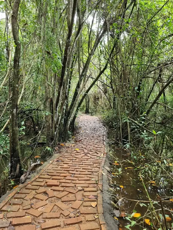 A brick path through the sanctuary vegetation.