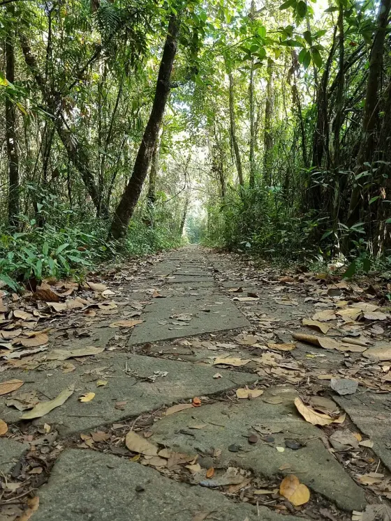 Leaf litter along the shaded stone path.