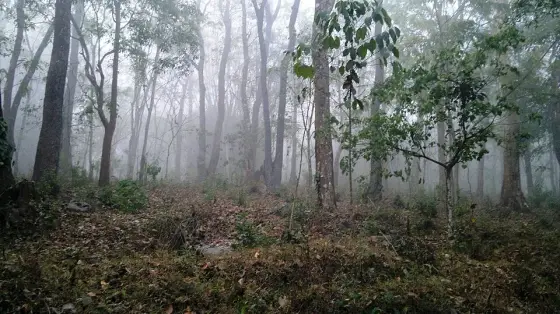 Mist between the trees in the Muthanga range.
