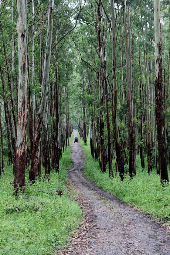 A path beneath tall straight trees at Muthanga; public access is subject to the current visitor programme.