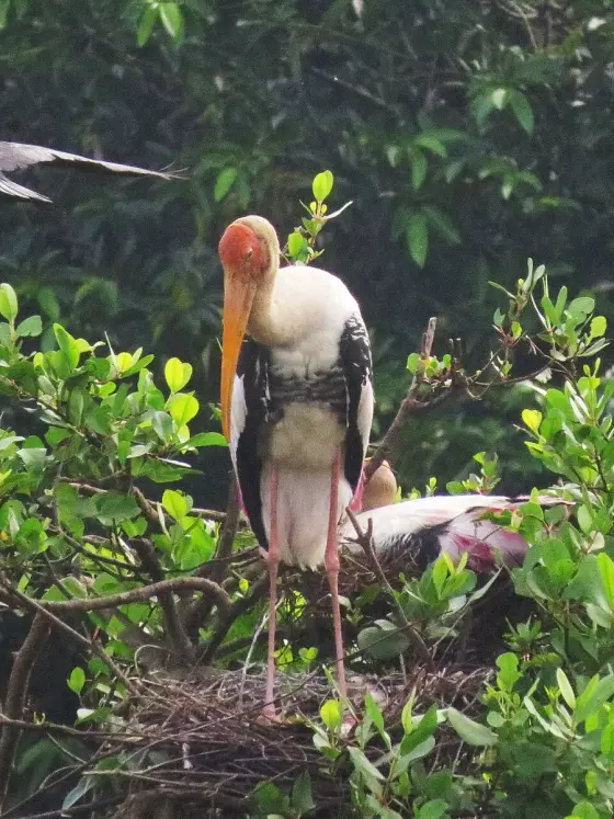 A painted stork photographed at Kumarakom Bird Sanctuary.