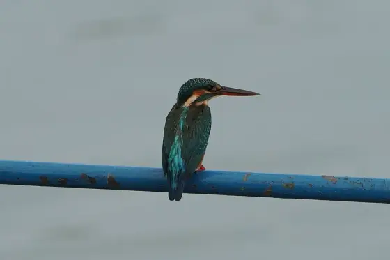 Alcedo atthis taprobana, Kadalundi, Kerala 09374