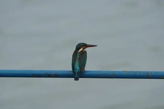 Alcedo atthis taprobana, Kadalundi, Kerala 09410